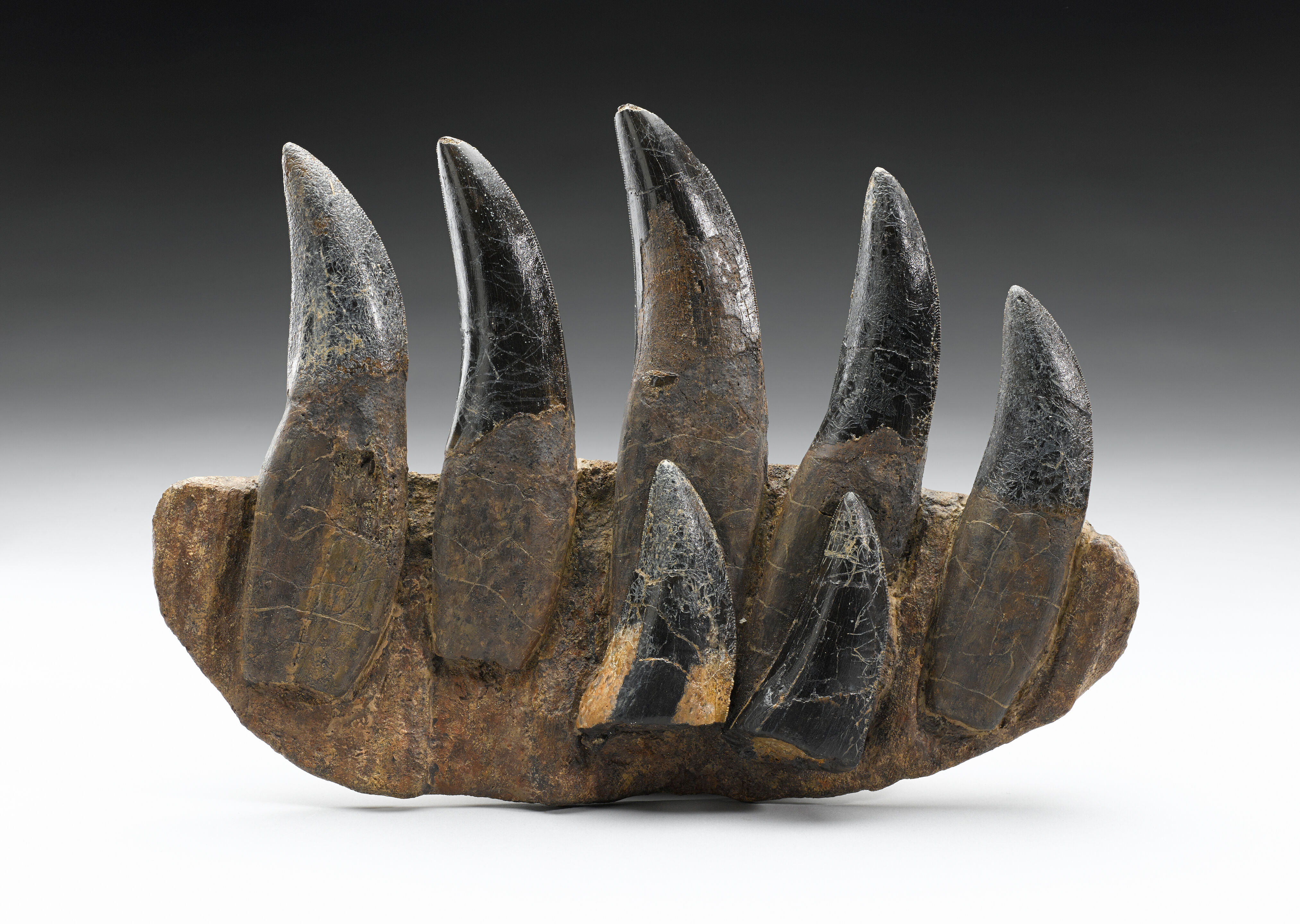 Зуб динозавра фото Зуб динозавра фото