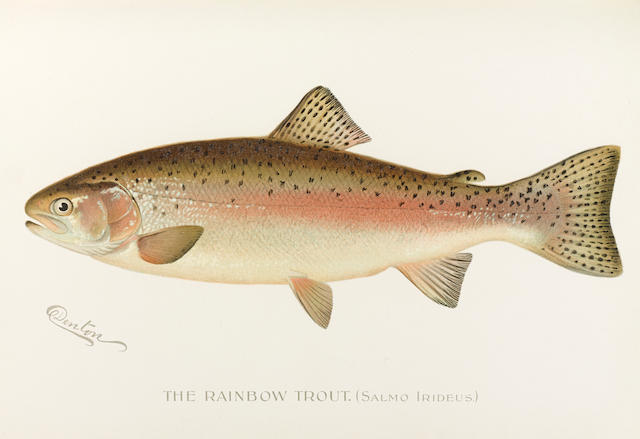NEW YORK STATE. First [-Seventh] Annual Report of the Commissions of Fisheries, Game and Forests of the State of New York. Albany: [1896-1902].