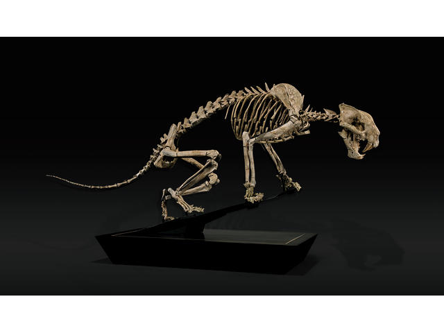 Rare Nimravid &#8211; Incomparable Mounted Skeleton