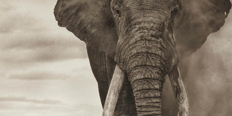 Nick Brandt (born 1966); Portrait of Elephant in Dust, Amboseli;