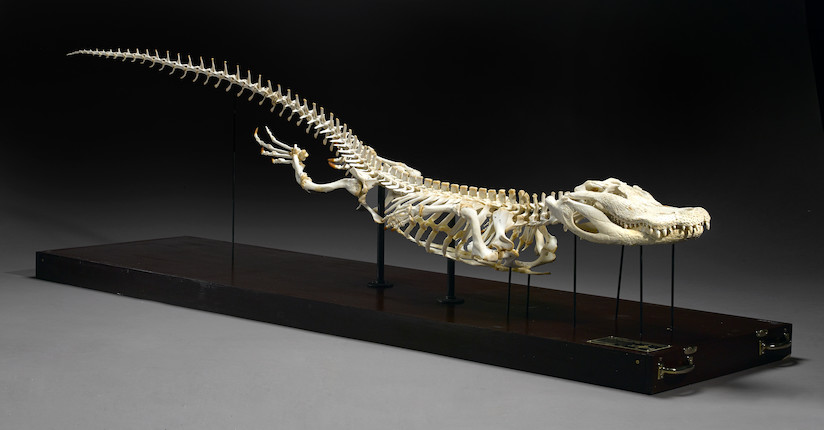 Modern Alligator Skeleton image 1