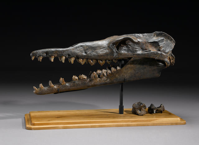 Prehistoric Whale Skull