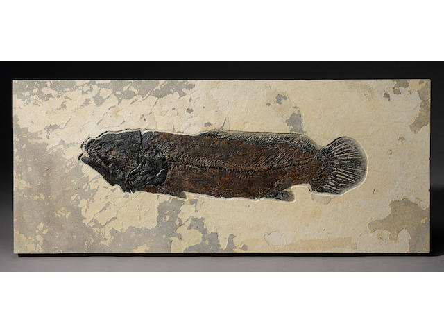 A Rare Fossil Bowfin