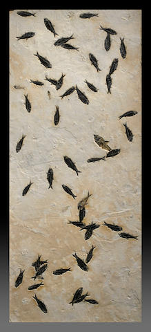 Fossil Fish Mural