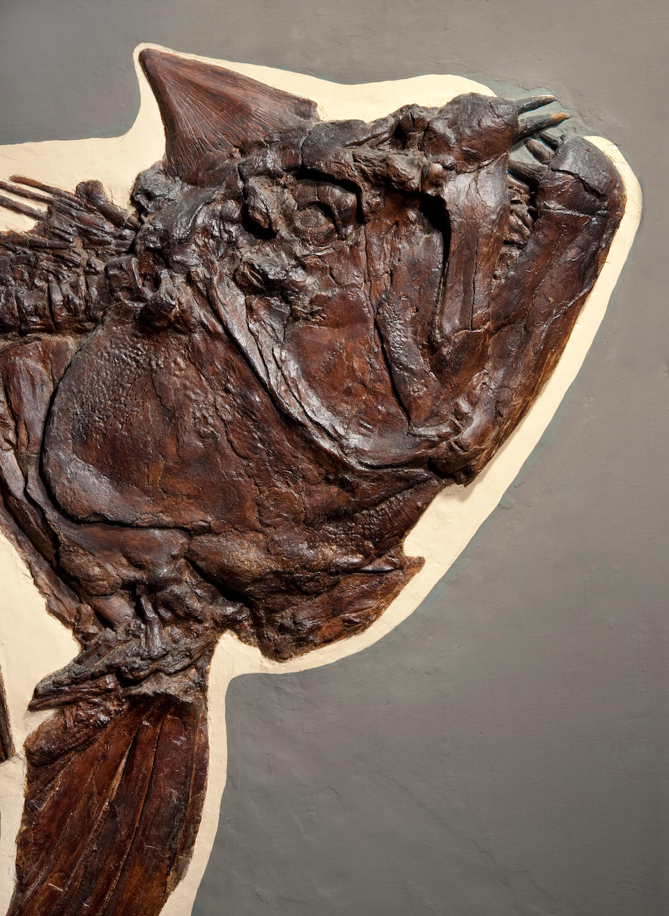 Historic Giant Cretaceous Fish Skeleton