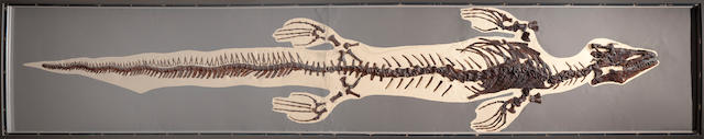 Historic Mosasaur Skeleton from Kansas