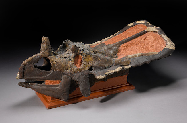 Ceratopsian Skull image 1