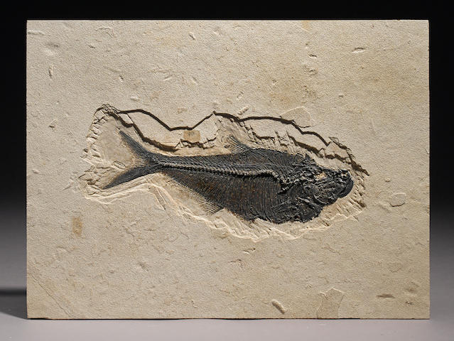 Large Fossil Fish