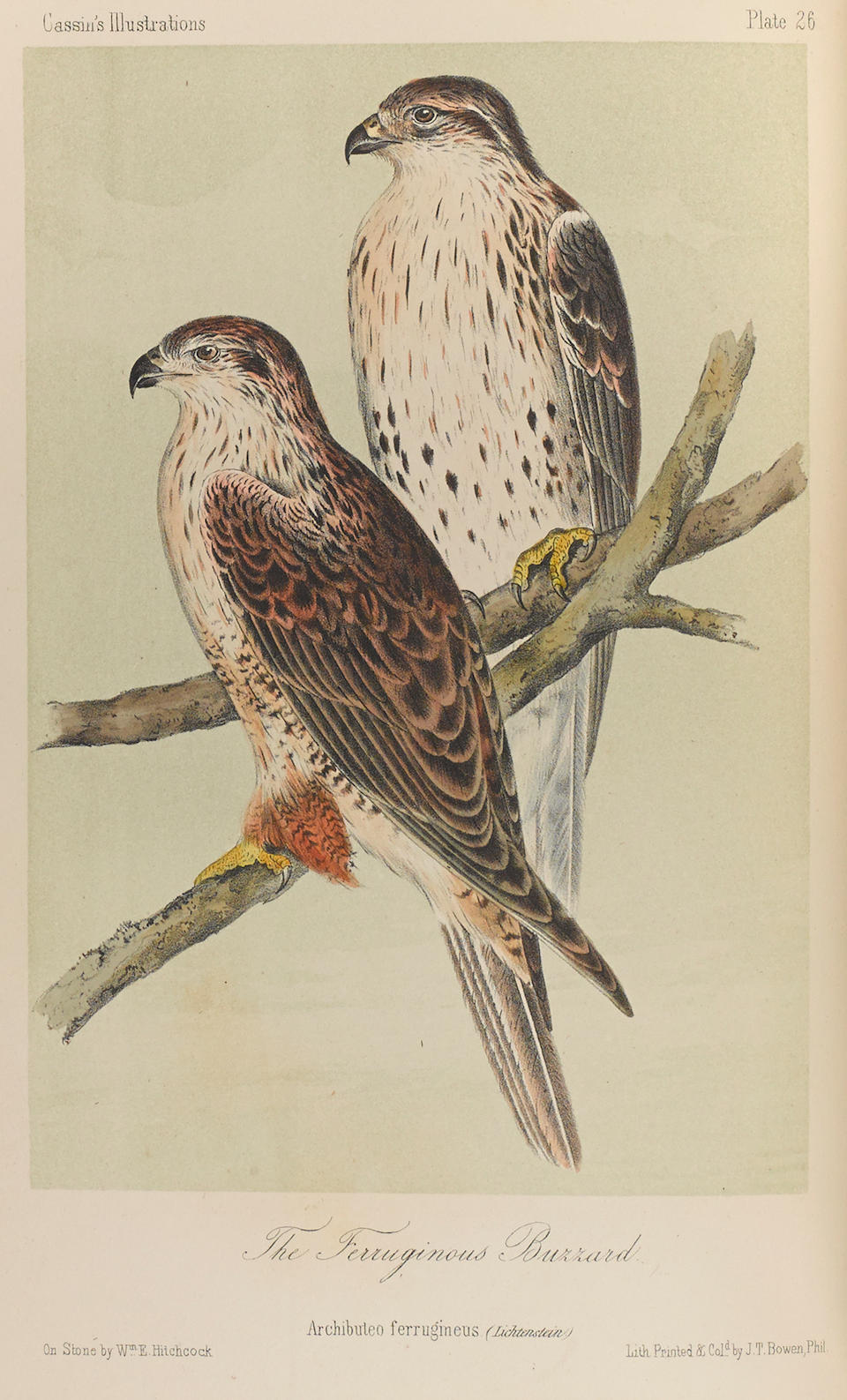 CASSIN, JOHN. 1813-1869. Illustrations of the Birds of California, Texas, Oregon, British and Russian America. Philadelphia: J.B. Lippincott & Co., 1856.