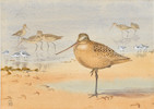 Thumbnail of BROOKS, ALLAN CYRIL. 1869-1946. 2 original watercolors on paper, with touches in white image 2