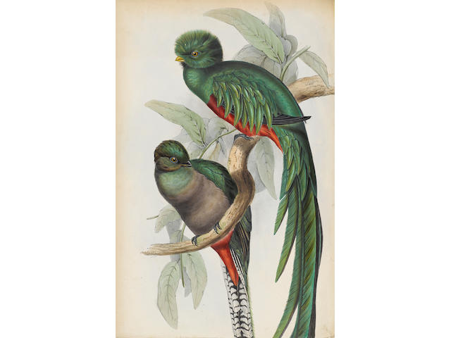 GOULD, JOHN. 1804-1881. A Monograph of the Trogonidae, or Family of Trogons.  London: the author, [1836]-38.
