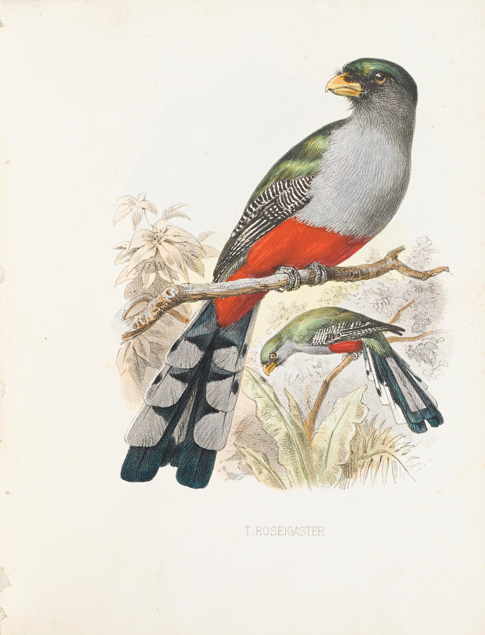 CORY, CHARLES BARNEY. 1857-1921.  The Birds of Haiti and San Domingo. Boston: Estes & Lauriat, 1885.