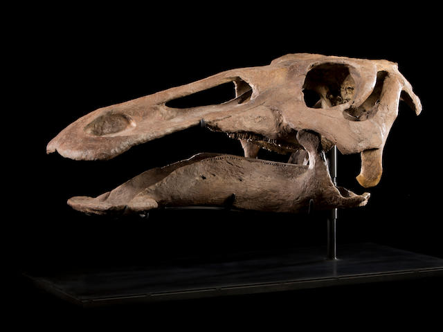 Large Duckbilled Dinosaur Skull