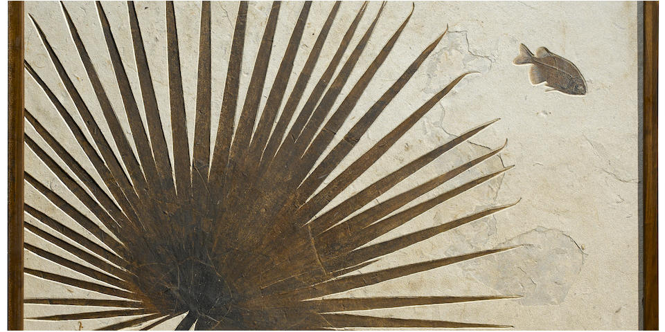 Fossil Palm