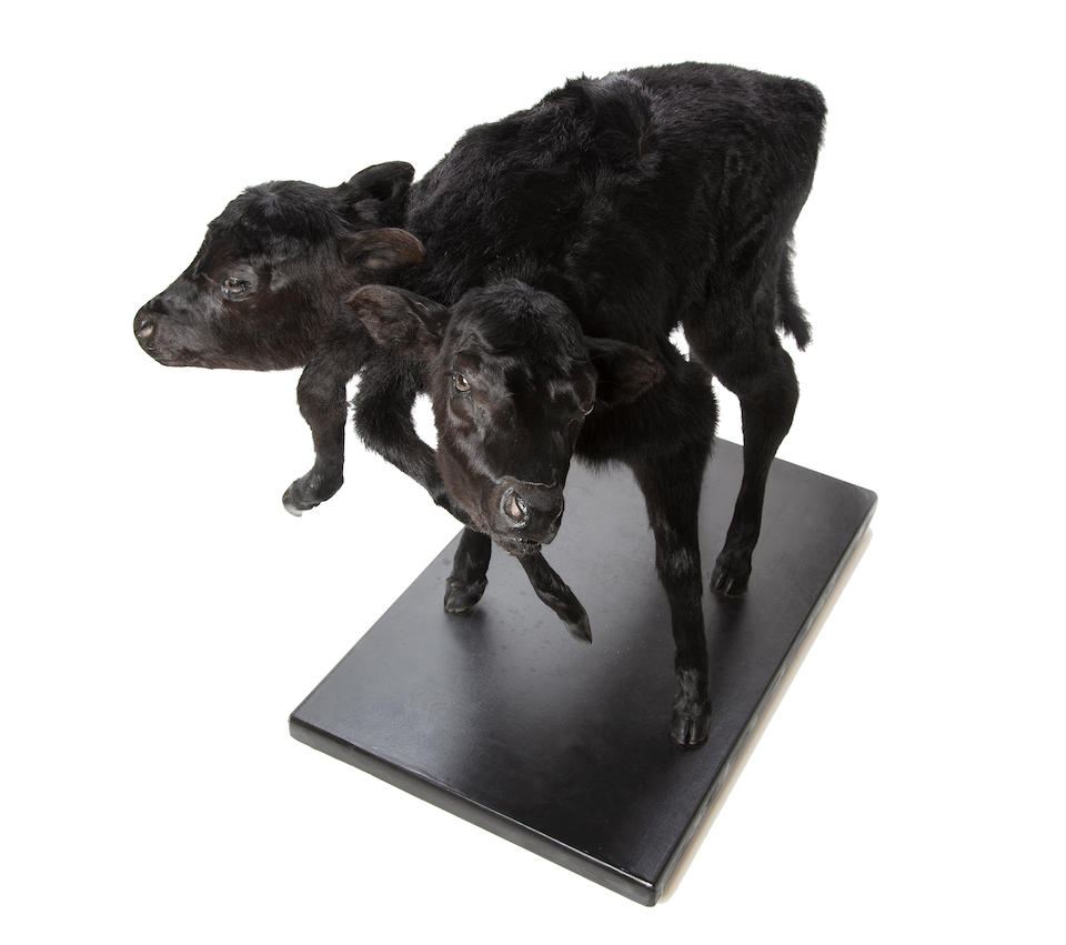 Authentic Two-headed Calf: A Taxidermic Specimen and A Complete Skeleton Mount