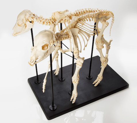 Authentic Two-headed Calf A Taxidermic Specimen and A Complete Skeleton Mount image 2
