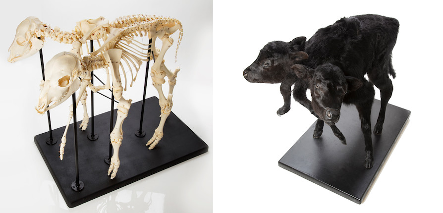 Authentic Two-headed Calf A Taxidermic Specimen and A Complete Skeleton Mount image 1