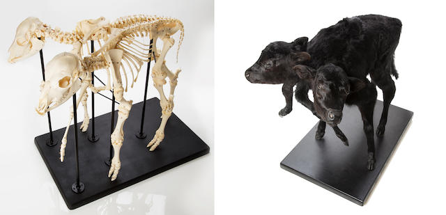 Authentic Two-headed Calf: A Taxidermic Specimen and A Complete Skeleton Mount