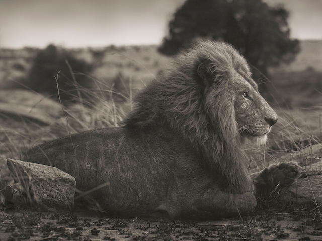 Nick Brandt (born 1966); Lion on Burned Ground, Serengeti;