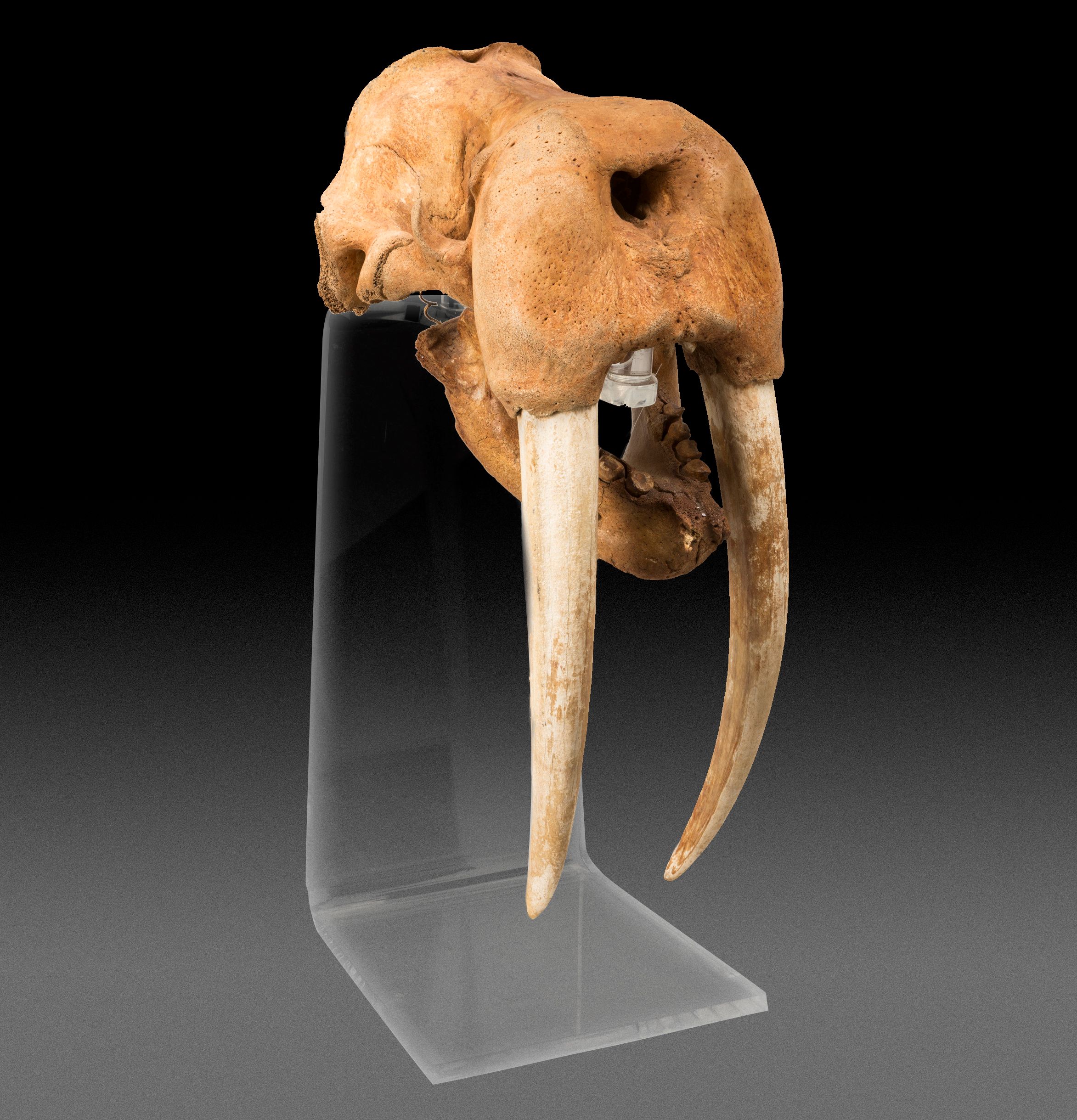 Fossil Walrus Skull