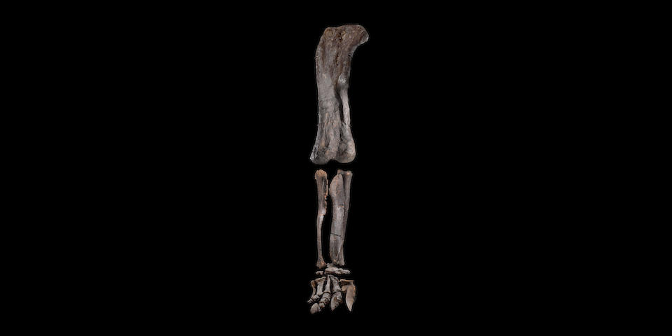Immense Dinosaur Leg