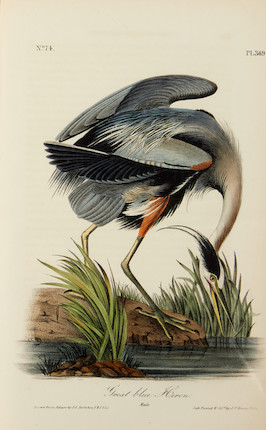 AUDUBON, JOHN JAMES. 1785-1851. The Birds of America, from Drawings Made in the United States and Their Territories.  New York & Philadelphia J.J. Audubon & J.B. Chevalier, 1840-1844. image 1