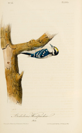 AUDUBON, JOHN JAMES. 1785-1851. The Birds of America, from Drawings Made in the United States and Their Territories.  New York & Philadelphia J.J. Audubon & J.B. Chevalier, 1840-1844. image 4