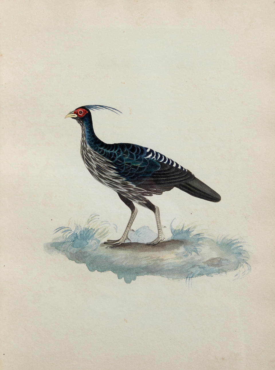 SMITH, CHRISTOPHER WEBB. 1793-1871.  Indian Ornithology. [Patna, India]: dated 1828.