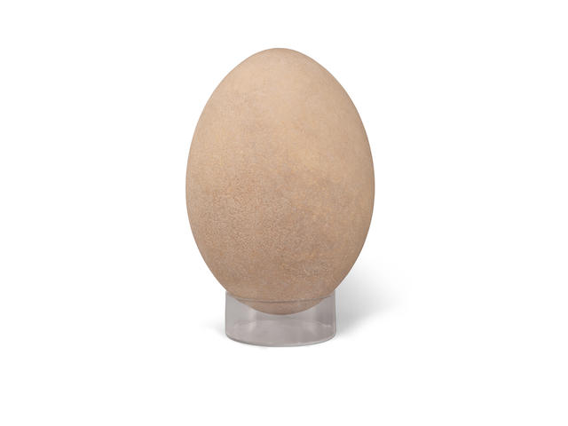 Exquisite, Rare Elephant Bird Egg with Intact Shell