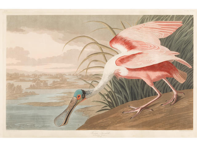 After John James  Audubon (1785-1851); Roseate Spoonbill (Pl. CCCXXI);