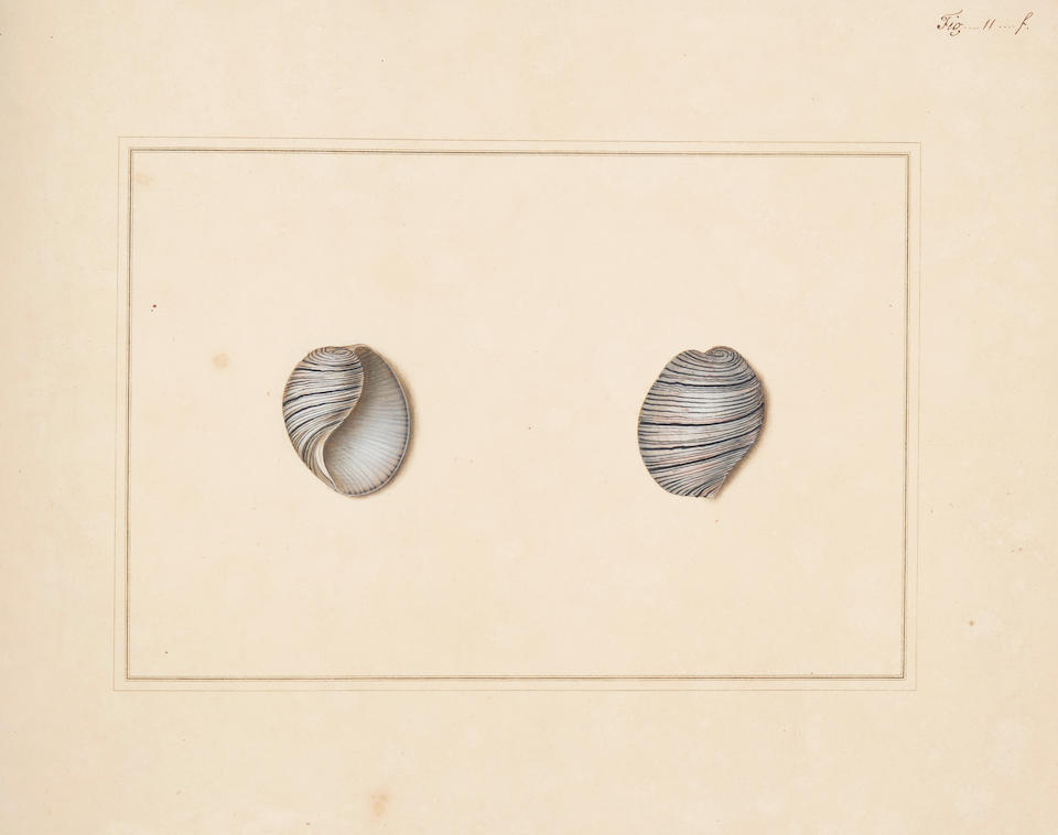 MARTYN, THOMAS. 1760-1816. The Universal Conchologist exhibiting the figure of every known Shell, accurately drawn and painted after Nature with A New Systematic Arrangement.  London: Thomas Martyn, 1784.