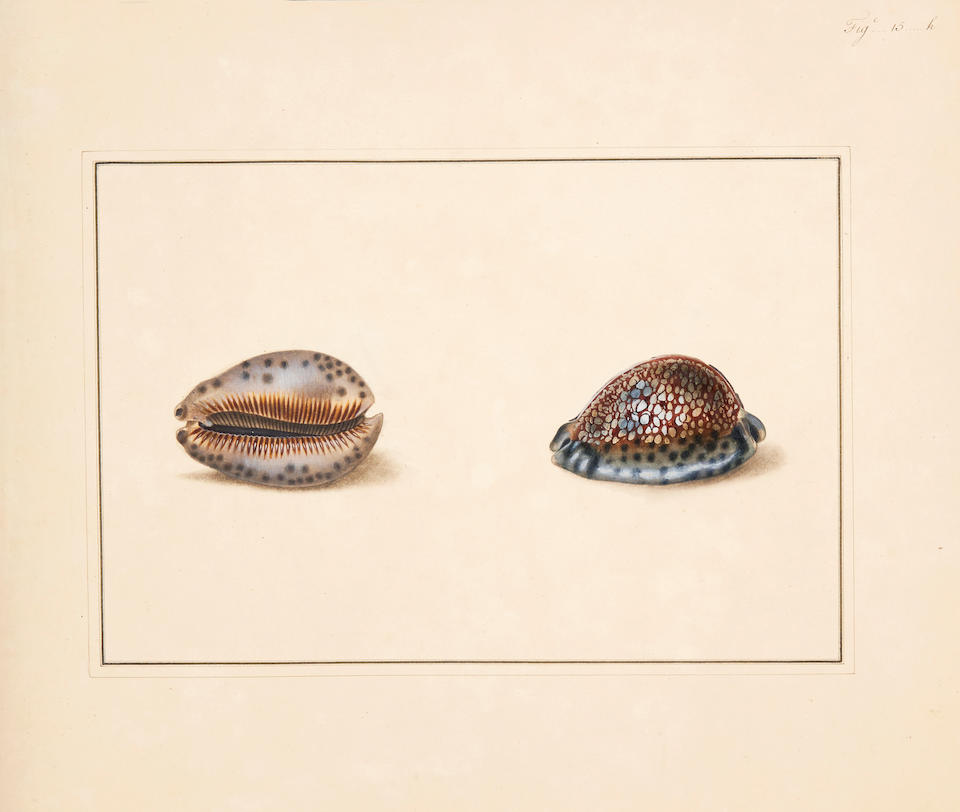 MARTYN, THOMAS. 1760-1816. The Universal Conchologist exhibiting the figure of every known Shell, accurately drawn and painted after Nature with A New Systematic Arrangement.  London: Thomas Martyn, 1784.