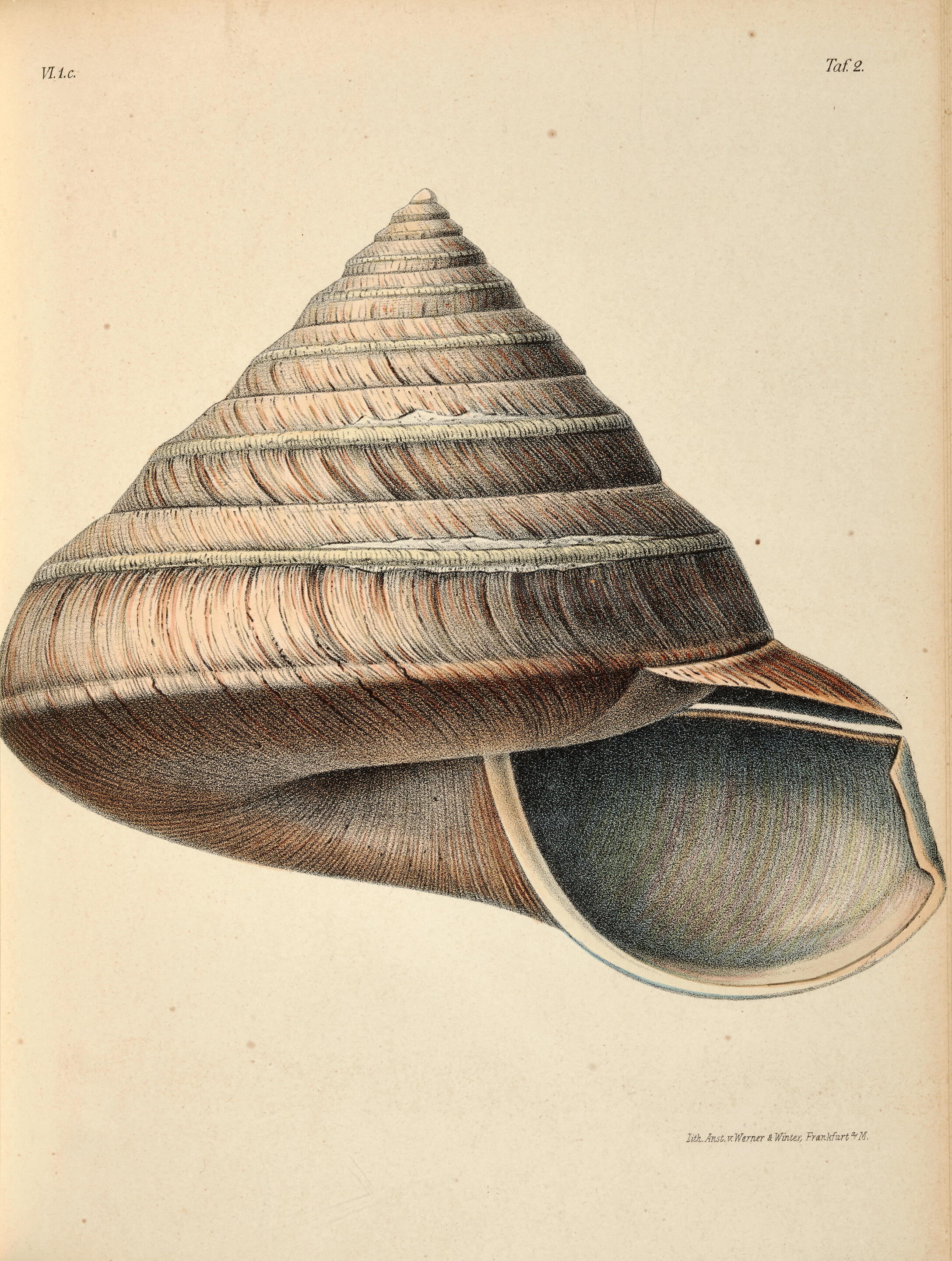 Bonhams MARTINI, FRIEDRICH HEINRICH WILHELM. 17291778. AND JOHANN