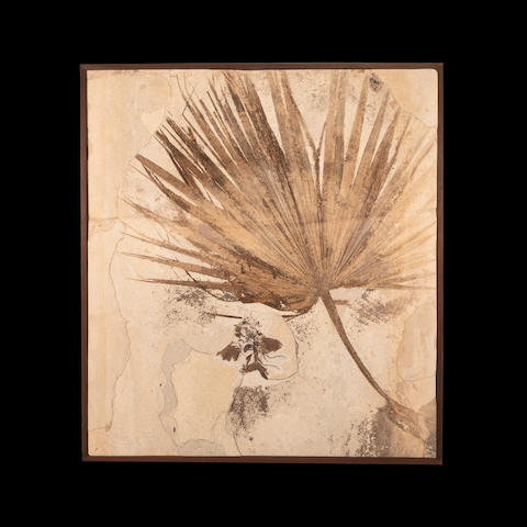Palm Frond with Bird - An Incomparable Presentation