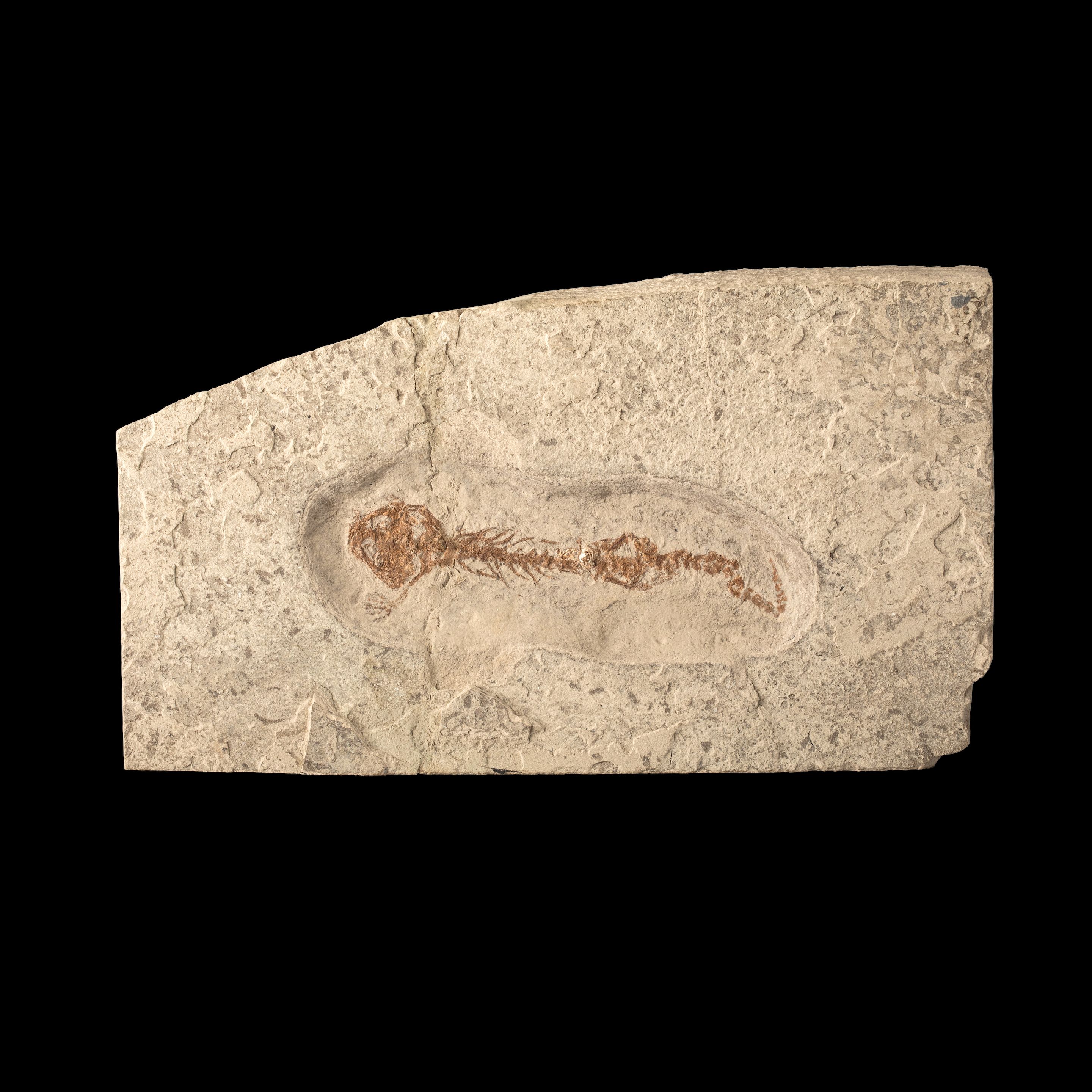 Fossil Salamander