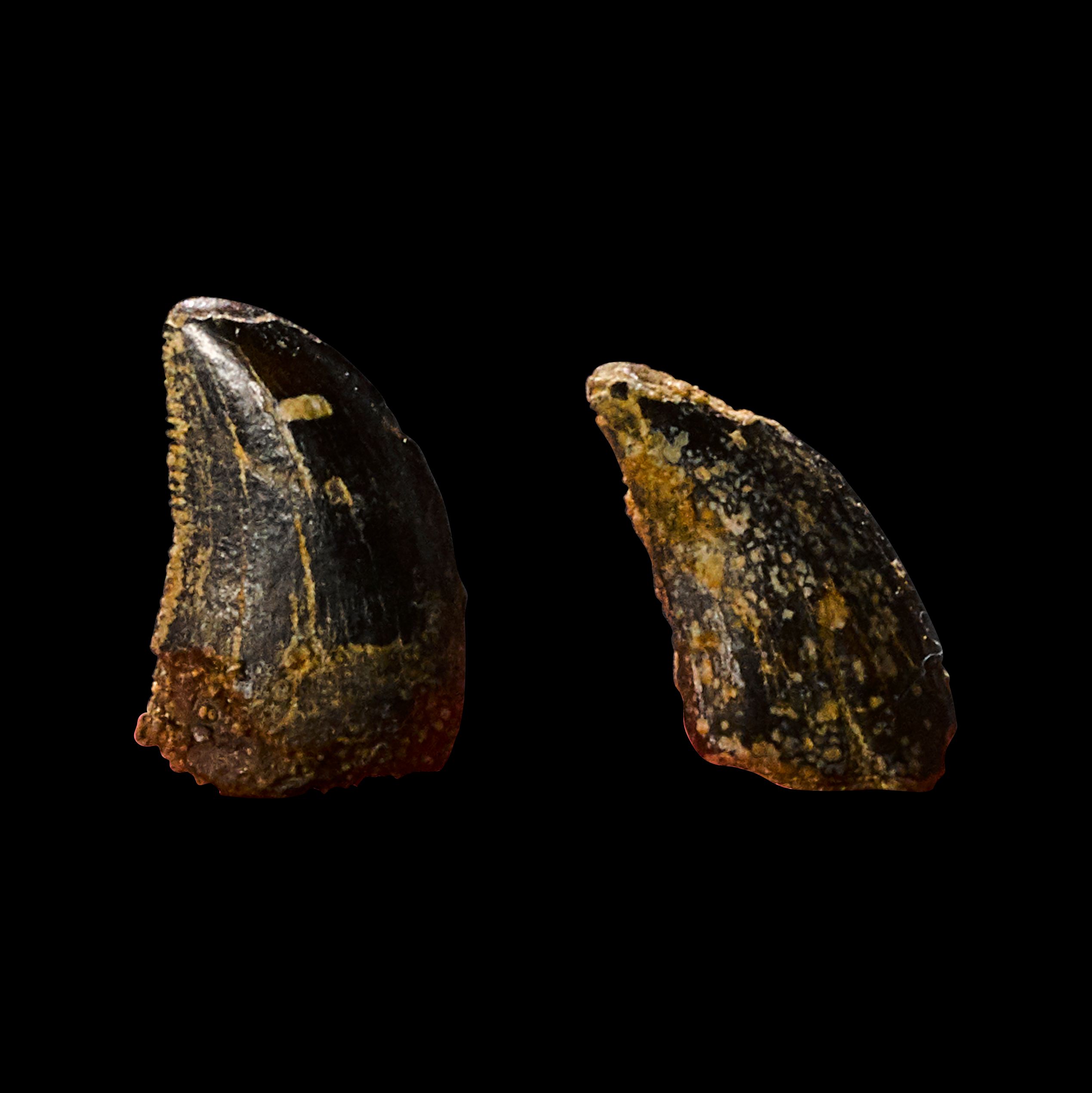 Two Small Dinosaur Teeth