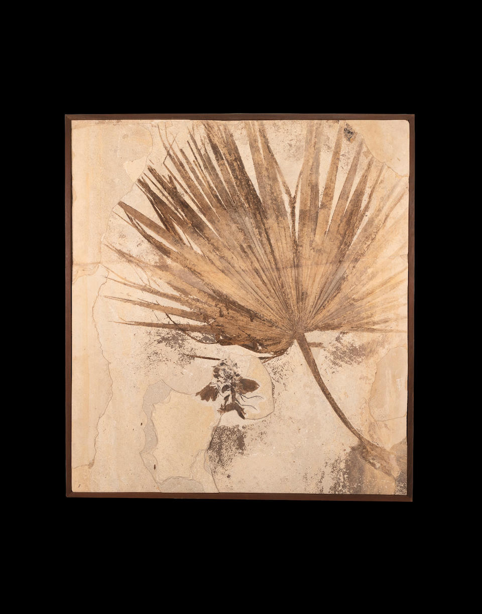 Palm Frond with Bird - An Incomparable Presentation