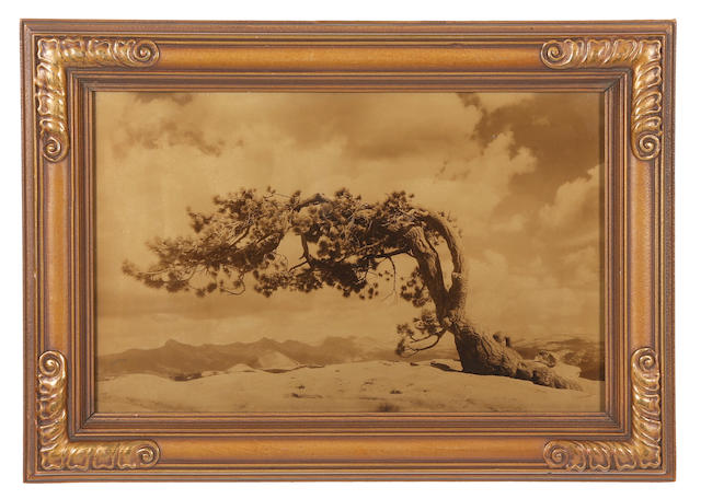 Anonymous American Photographer; Bristlecone Pine on top of Sentinel Dome, Yosemite, 8200ft. above sea level;