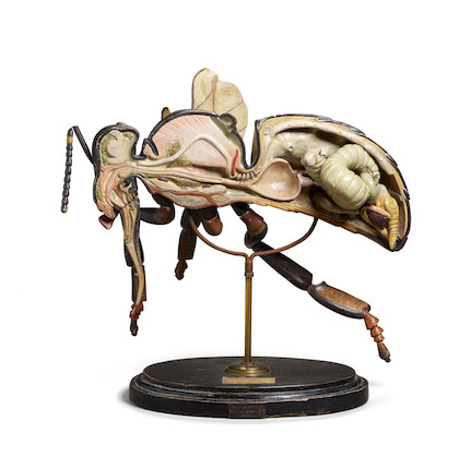 A FRENCH POLYCHROME CARVED WOOD ANATOMICAL MODEL OF A HONEY BEE Émile Deyrolle (1838-1917), late 19th century, on ebonized wood stand with paper labelheight 17 1/2in (44.4cm) image 1
