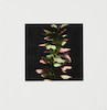 Thumbnail of Donald Sultan (born 1951); Acanthus from the suite Fruits and Flowers III; image 2