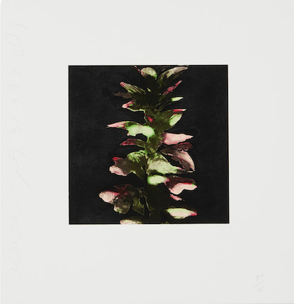 Donald Sultan (born 1951); Acanthus from the suite Fruits and Flowers III; image 2