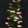 Thumbnail of Donald Sultan (born 1951); Acanthus from the suite Fruits and Flowers III; image 1