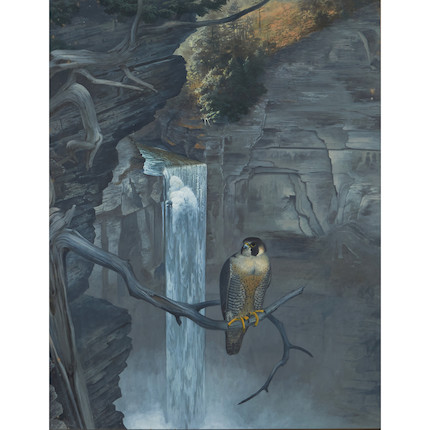 Robert Verity Clem (American, 1933-2010) Peregrine Falcon at Taughannock Falls 34 1/2 x 26 1/2 in. (87.0 x 67.5 cm) framed 38 3/4 x 30 3/4 in. image 1
