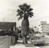 Thumbnail of Edward Ruscha (born 1937); Palm Tree 1; image 1