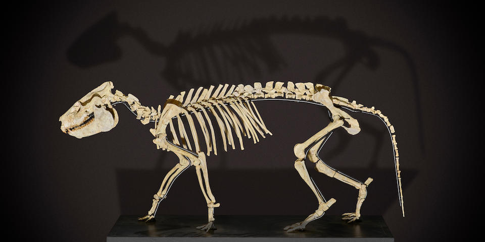 Extremely Rare Mounted Oreodont Skeleton