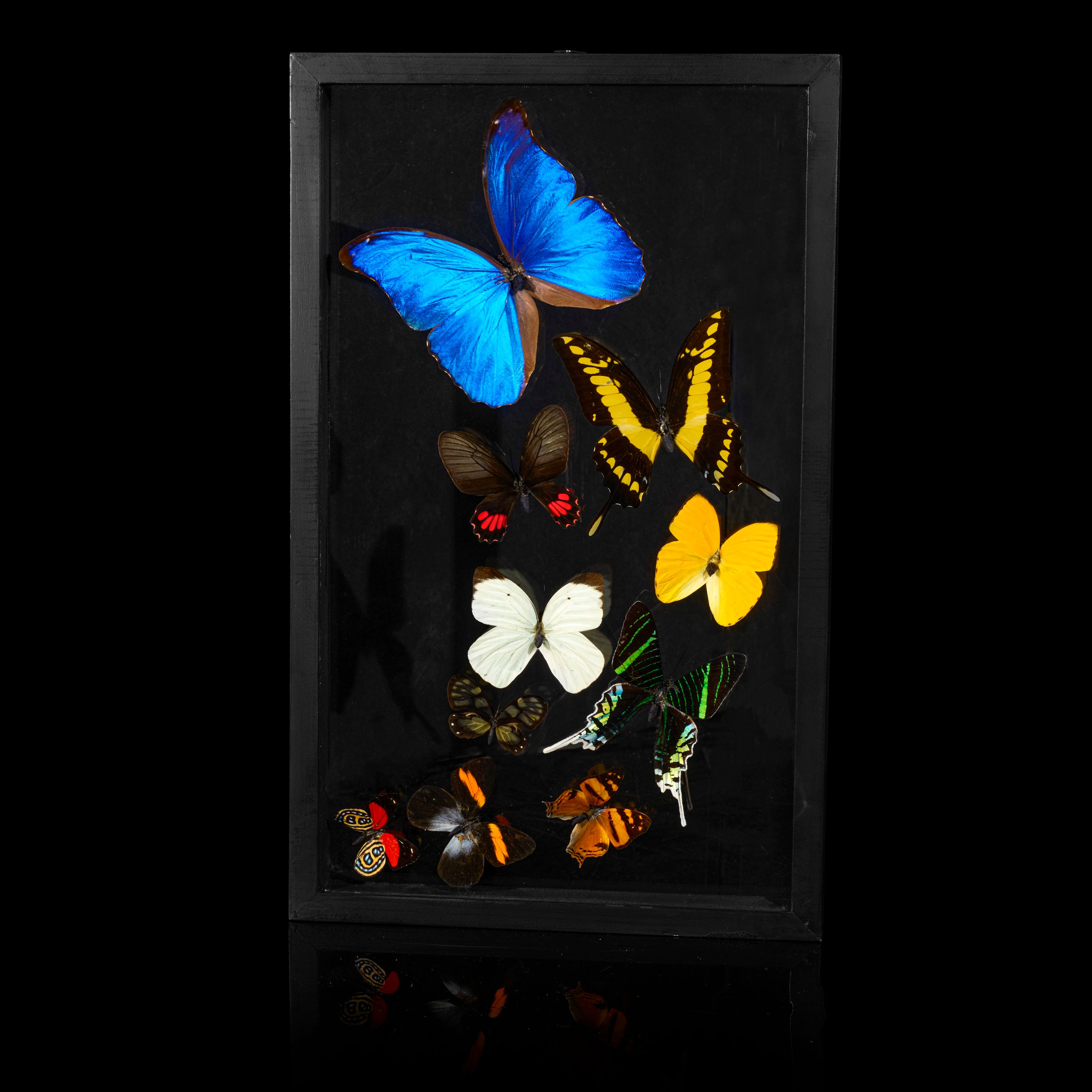 Framed Butterfly Collection
