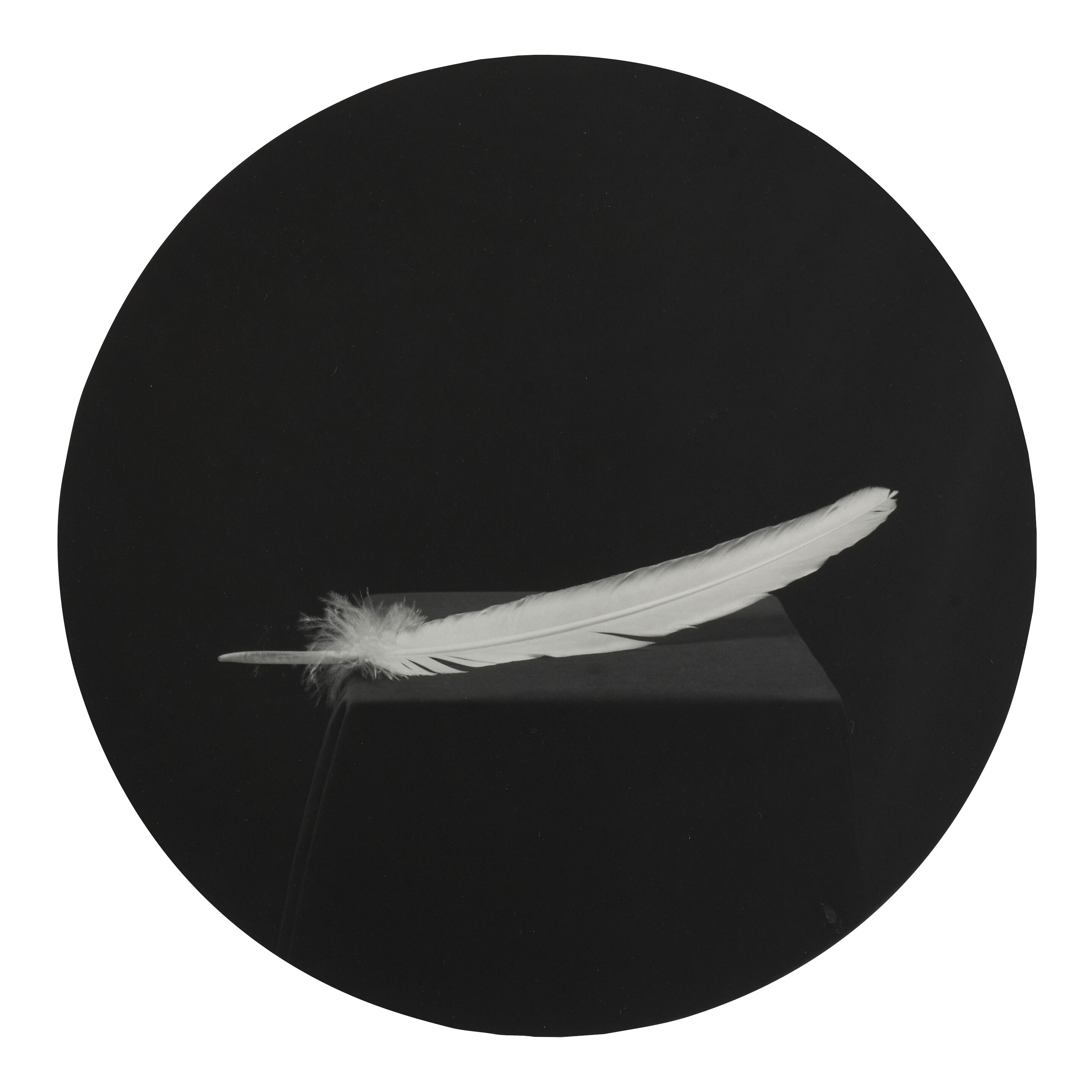 'Feather' (from 'Paradise')