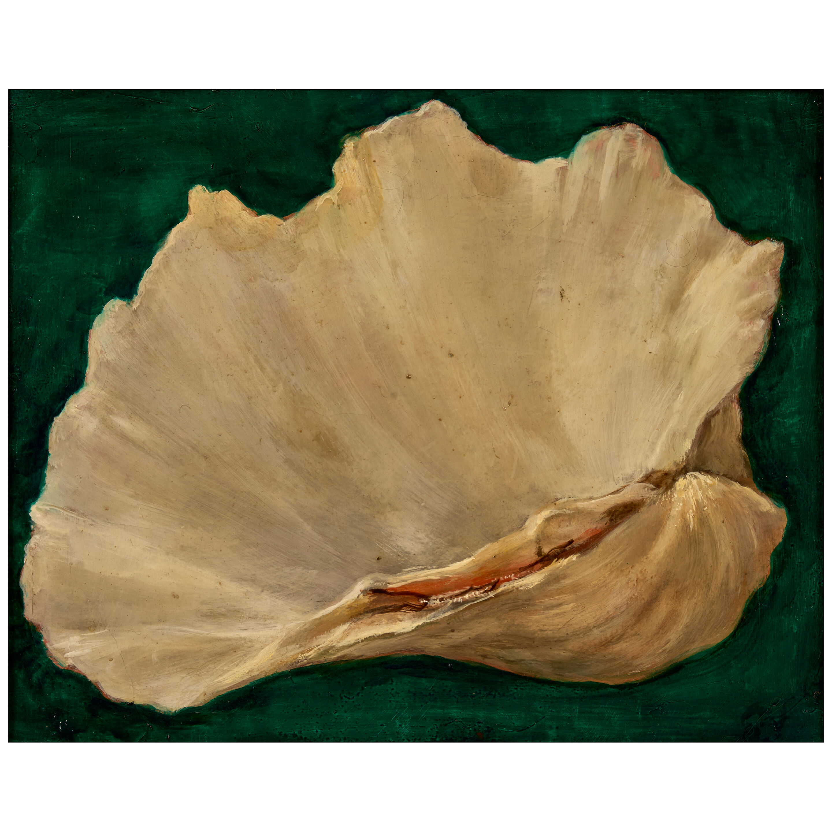 Shell II 13 x 16 in. (33.0 x 40.6 cm.)