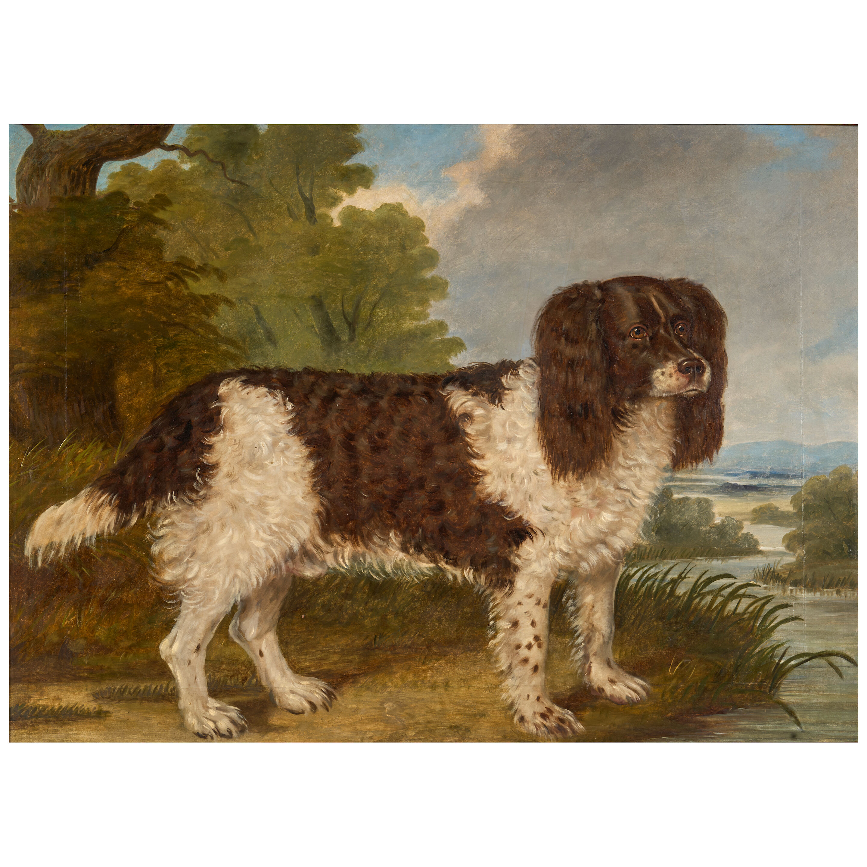 A spaniel in a river landscape